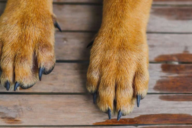 Жорстоке поводження з тваринами в Кам’янці: невідомі вбили трьох цуценят